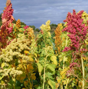 Quinoa 5kg
