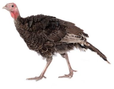 Turkey Starter Crumbs with ACS 25kg                        