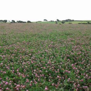 Red Clover Blend 1kg