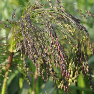 Red Millet 10kg