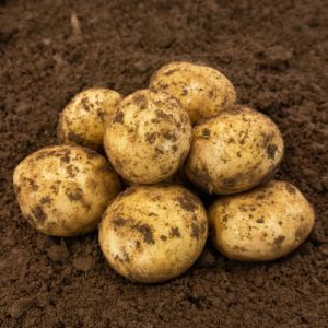 20kg Skywalker Seed Potatoes
