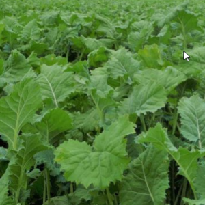 Spitfire Hybrid Rape 10kg