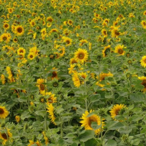 Sunflower 10kg