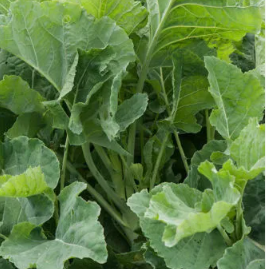Thousand Headed Kale 1kg