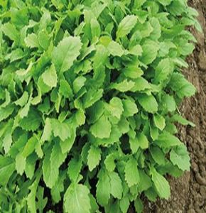 Salad Leaf Rocket Wasabi