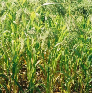 White Millet 10kg