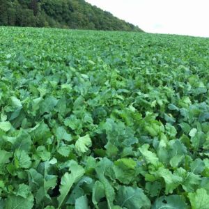 Winter Feed 5kg