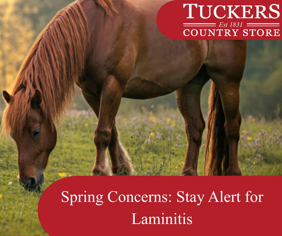 Be Laminitis Aware This Spring