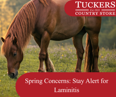 Be Laminitis Aware This Spring