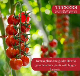 Tomato plant care guide: How to grow healthier plants with bigger harvests. 