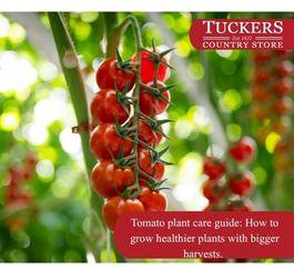 Tomato plant care guide: How to grow healthier plants with bigger harvests. 