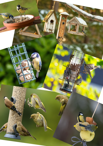 Get to know the birds in your garden. 
