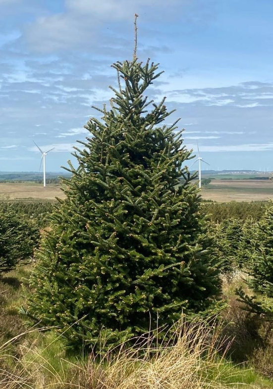 How to Choose the Best Eco-Friendly Christmas Tree 