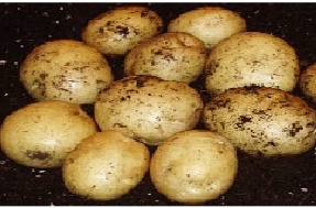 Seed Potatoes